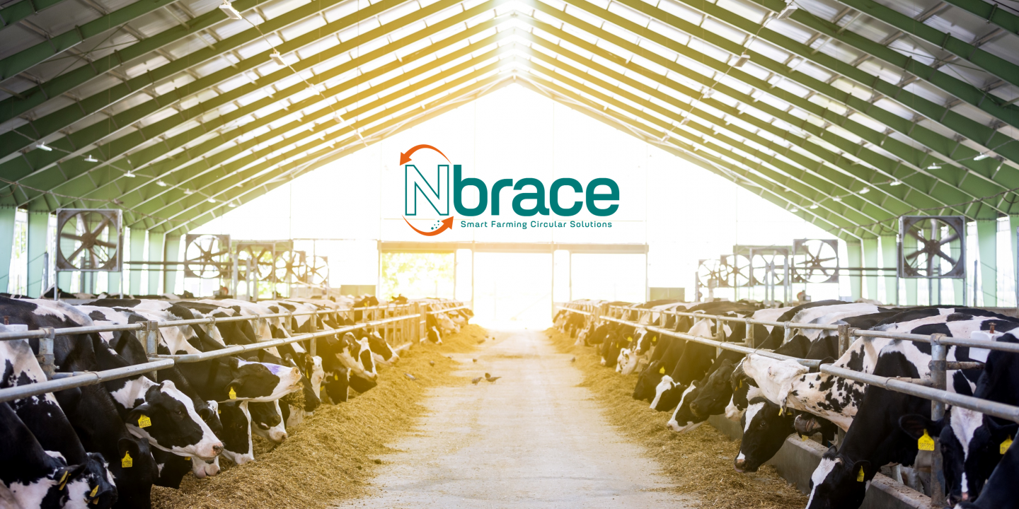 N-brace stal2